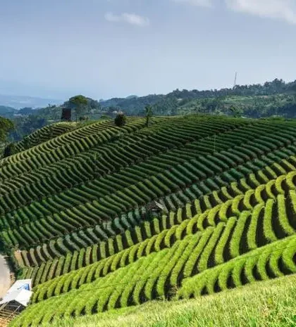 Panyaweuyan Majalengka, a Popular Tourist Attraction with Green Rice Fields