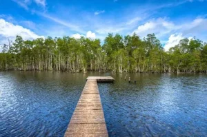 Wasur National Park The Best Place to Observe Rare Birds and Enjoy the Captivating Wetland Beauty