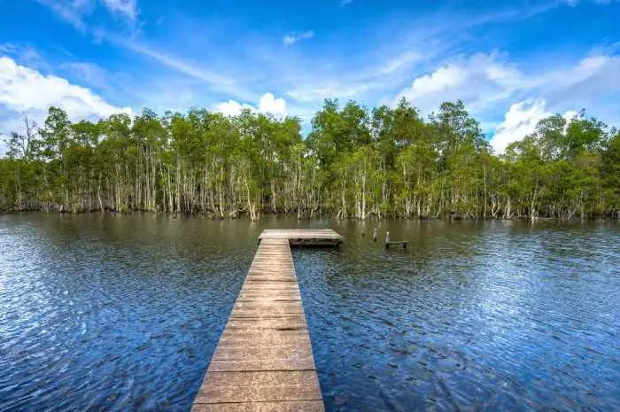 Wasur National Park The Best Place to Observe Rare Birds and Enjoy the Captivating Wetland Beauty